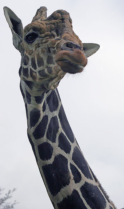 lallagie giraffe